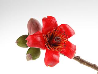 木棉花
